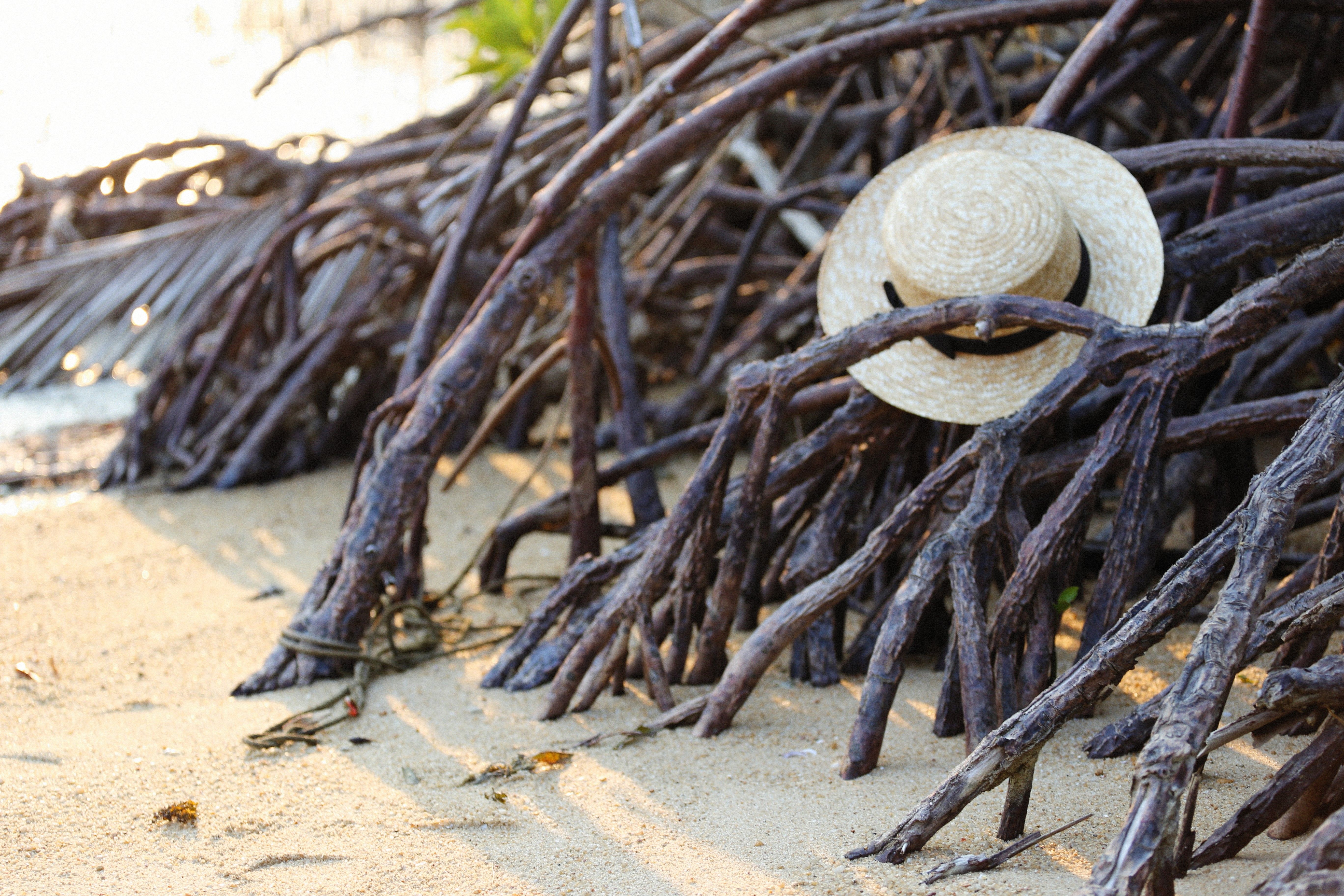 A Hat on the Roots of Mangrove Trees · Free Stock Photo