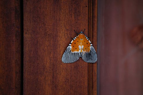 Free White Orange and Black Butterfly on Brown Wooden Surface Stock Photo