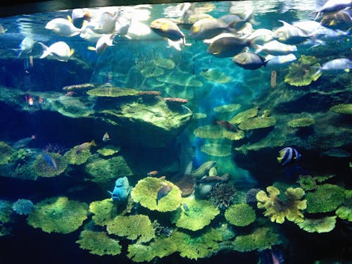 Безкоштовне стокове фото на тему «акваріум, вода, водні тварини» стокове фото