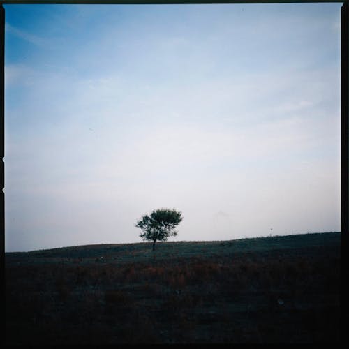 Green Tree on Green Grass Field