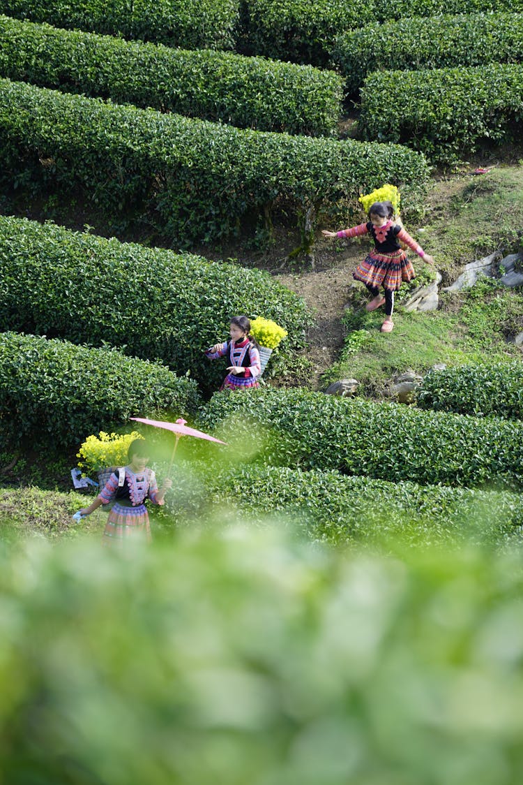 Women Working In Green Garden