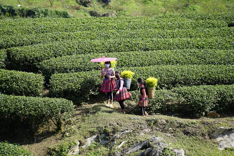 Women Working In Field