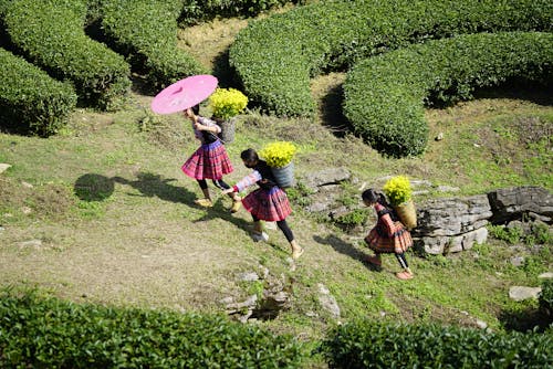 Fotobanka s bezplatnými fotkami na tému ázijské dievčatá, chôdza, príroda