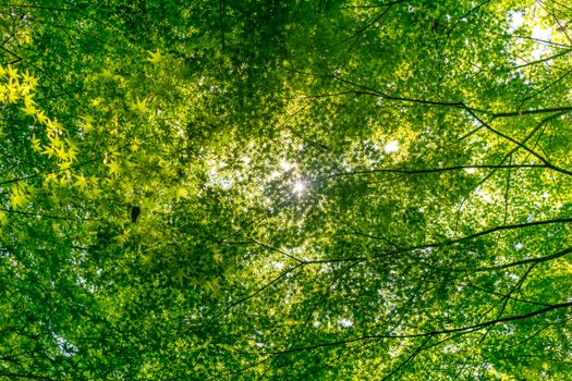 Sunlight filtering through vibrant Japanese maple leaves in Nagoya, Japan.