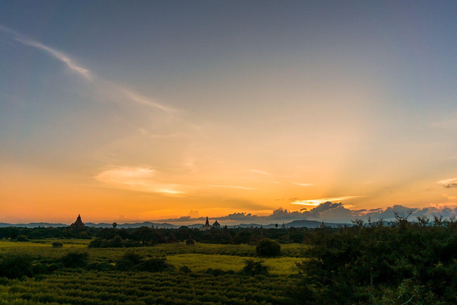 Sugarcane field at sunset in Brazil