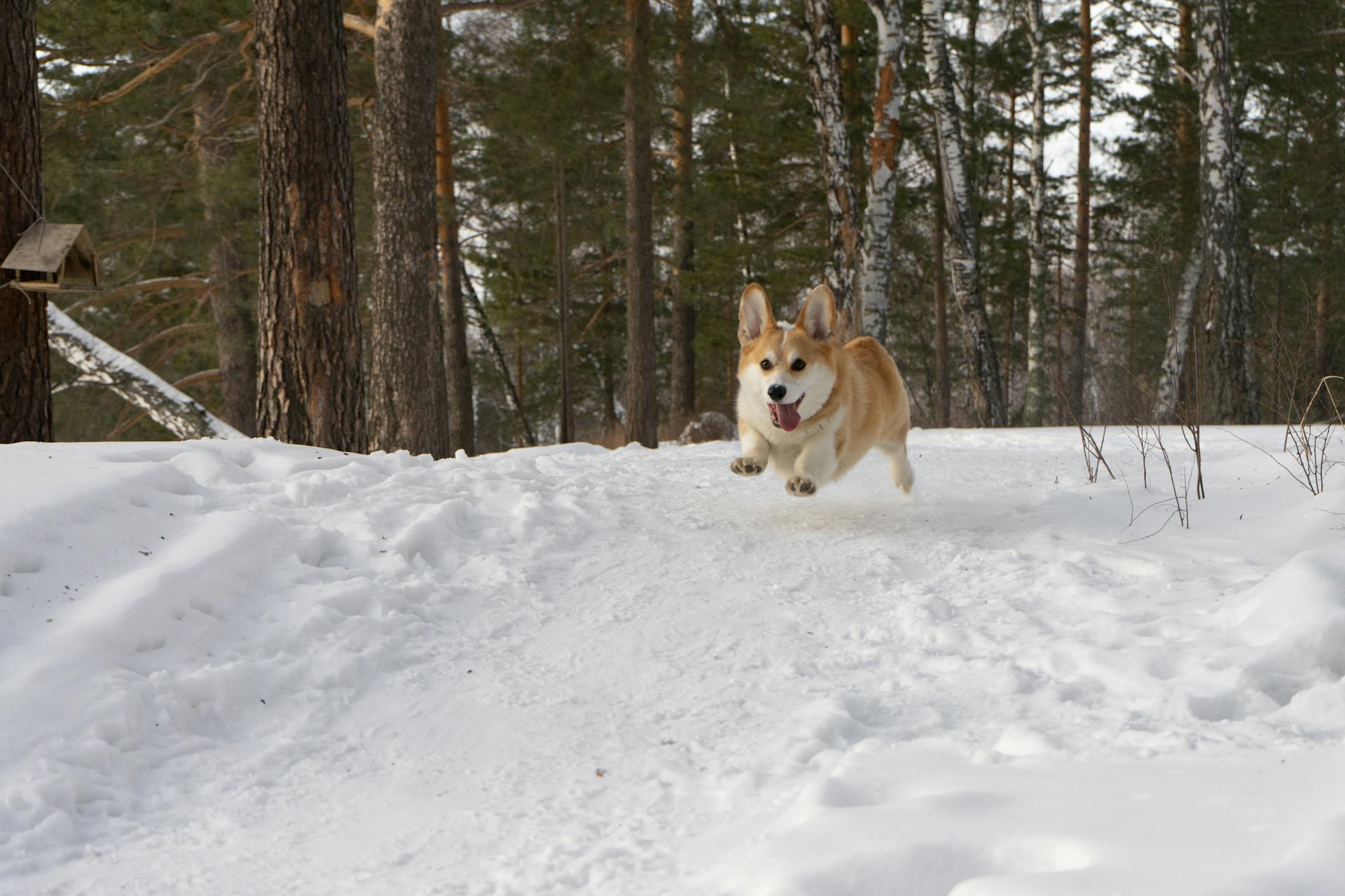 Photo of a Corgi Jumping on Top of Snow