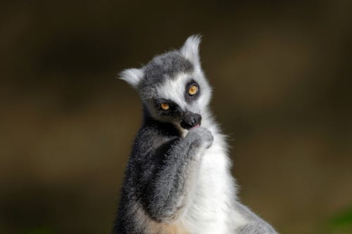 Free Close-Up Photograph of a Gray and White Lemur Stock Photo