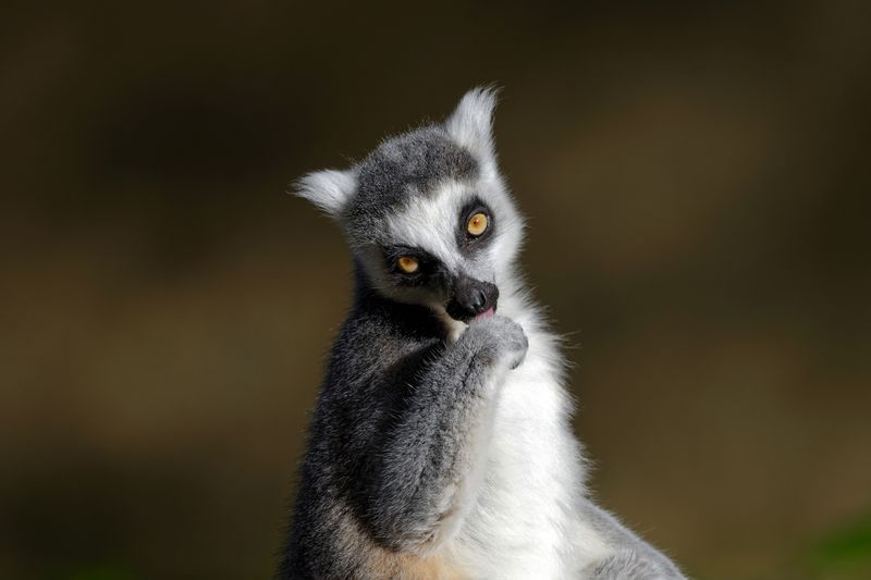 Vakona Lemur Island