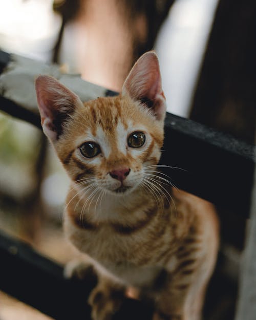 Free An Orange Tabby Kitten in Close-Up Photography Stock Photo