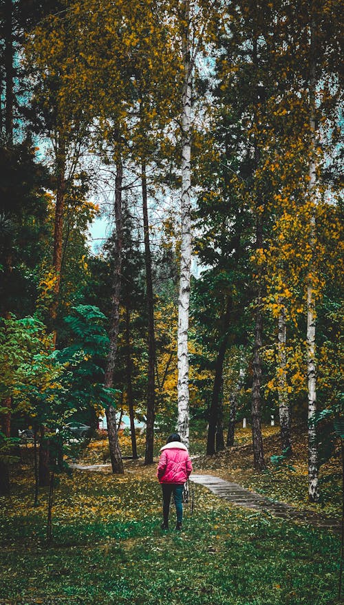 Photo of a Person Standing Near Tall Trees