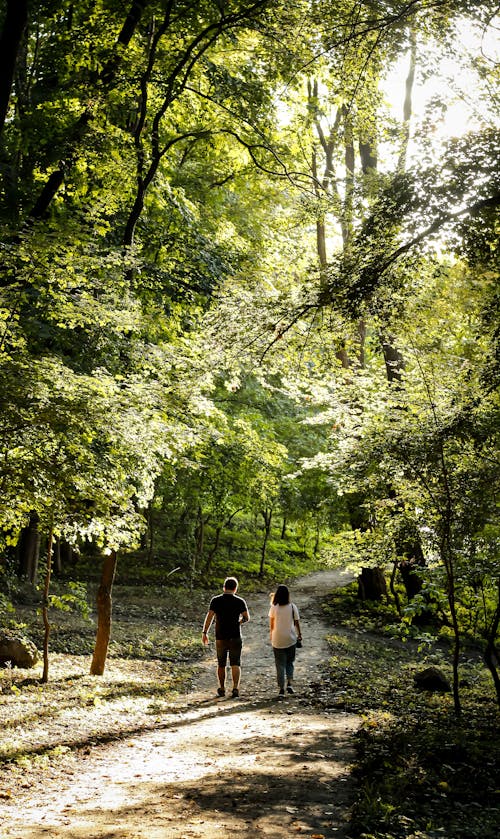 People Walking on a Pathway Between Green Trees