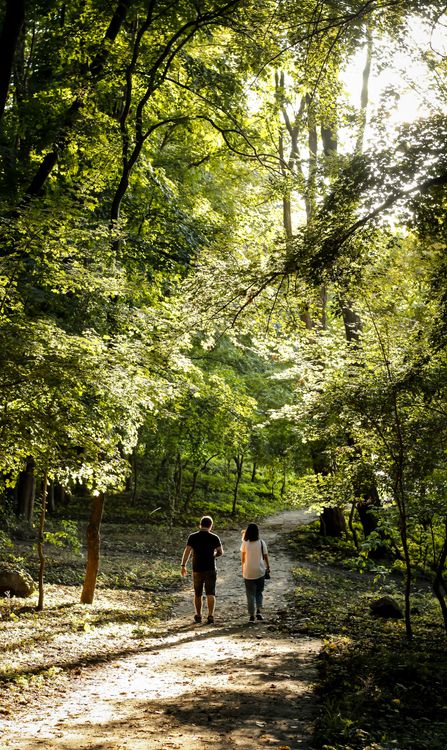 People Walking on a Pathway Between Green Trees · Free Stock Photo