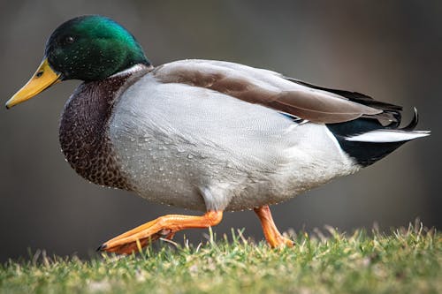 Free Close-Up Shot of a Duck Stock Photo