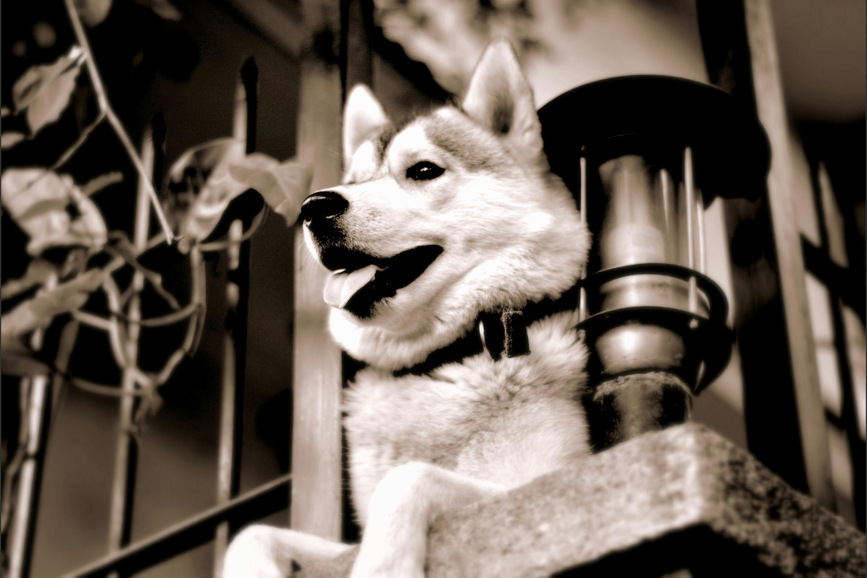 Gratuit Imagine de stoc gratuită din animal de casă, câine, cățeluș Fotografie de stoc