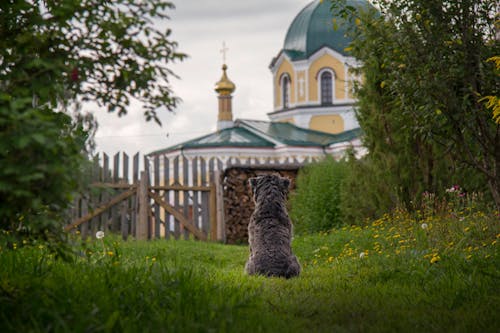 Dog Sitting on Grass 