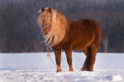Beautiful brown horse standing in a snowy winter landscape in Russia, capturing the essence of serene nature.