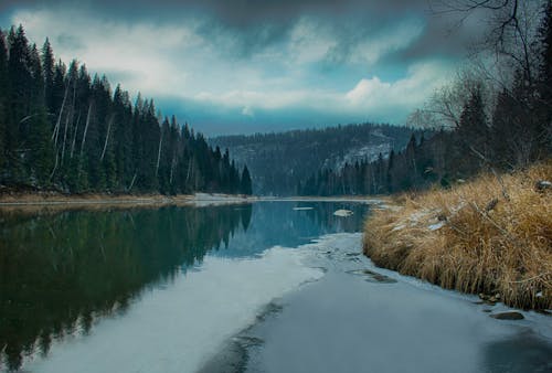 川, 木, 水の反射の無料の写真素材