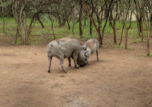 Free Warthogs Fighting Stock Photo