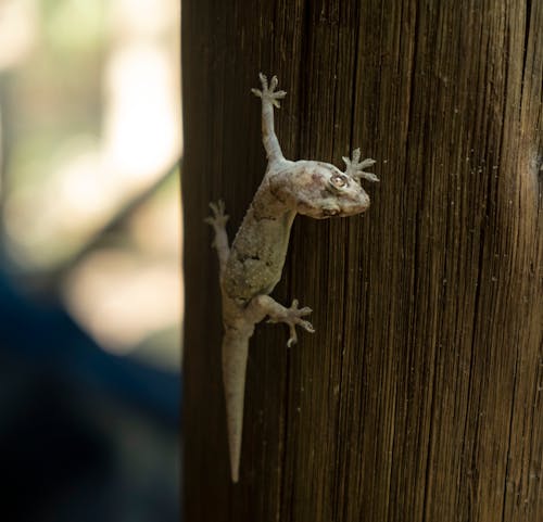 Free Gecko Lizard Chilling On Pole Stock Photo