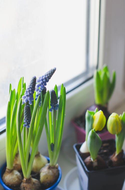 Free Green and Purple Flower Buds Stock Photo
