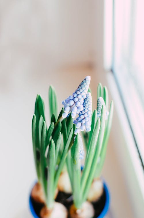 Close up on Plant in Pot by Window