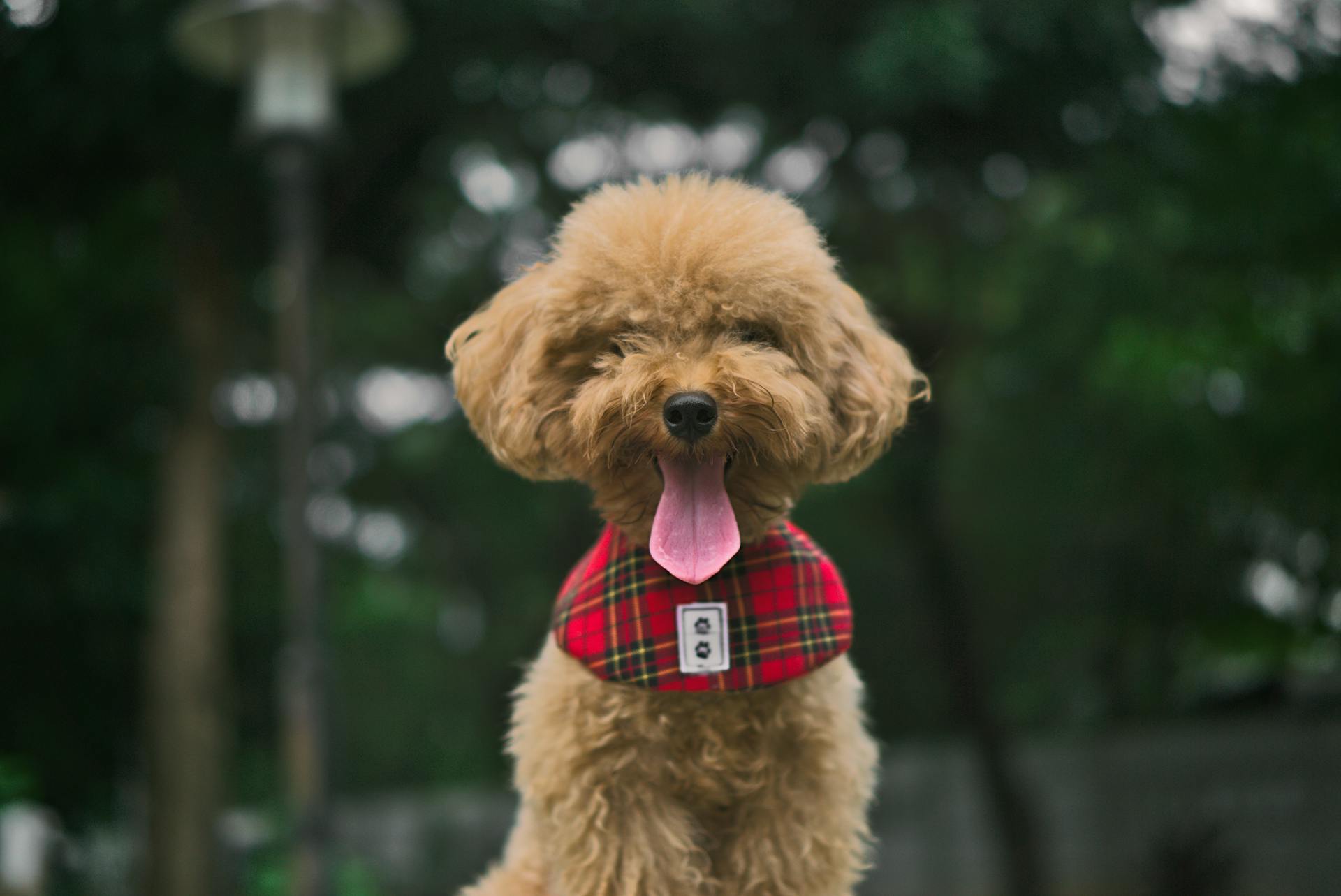 Un caniche adorable