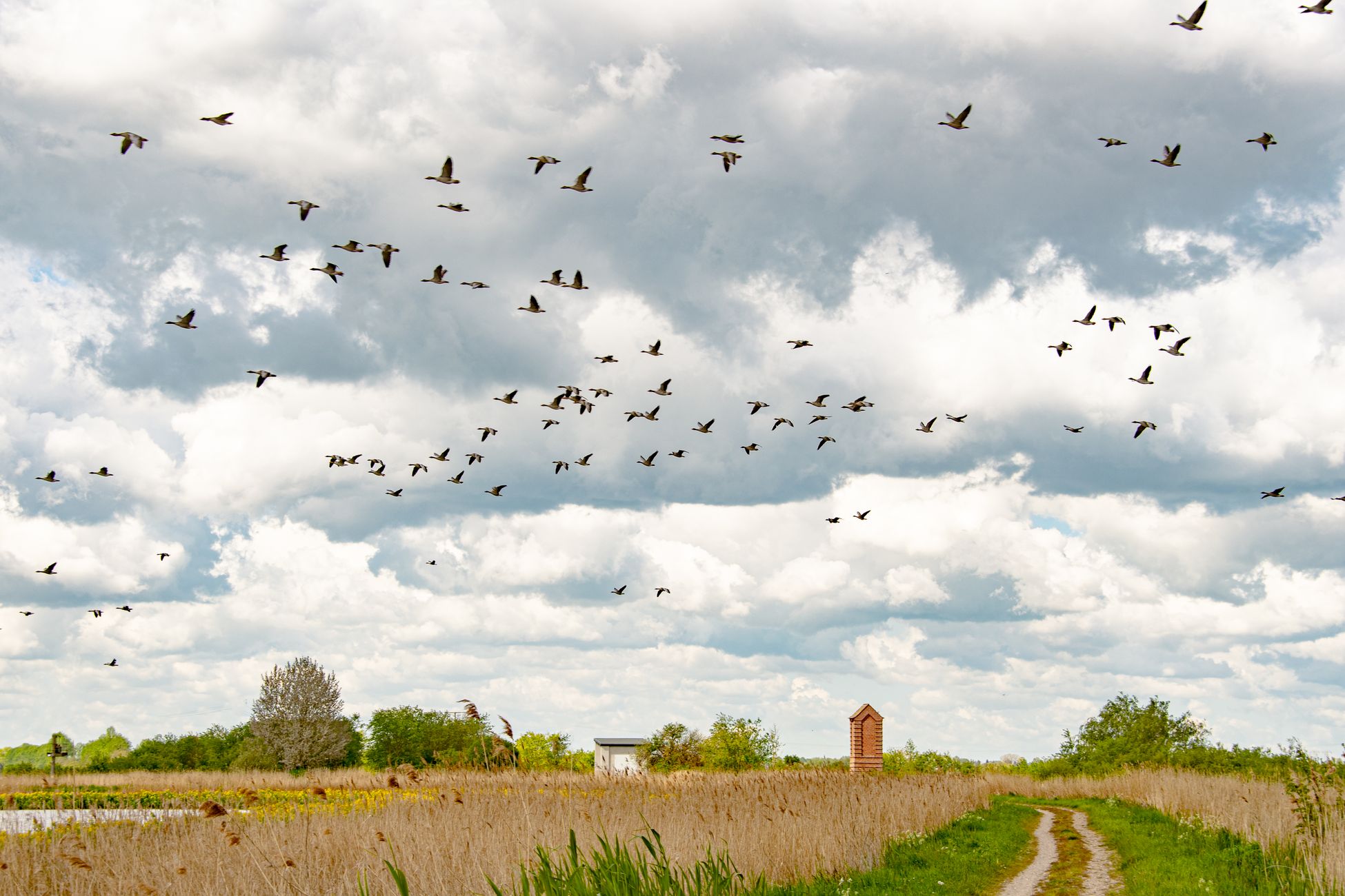 Millennials ontdekken vogelspotten als hobby