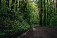 郁郁葱葱的绿树环绕着宁静的森林小路，营造出静谧的自然景观