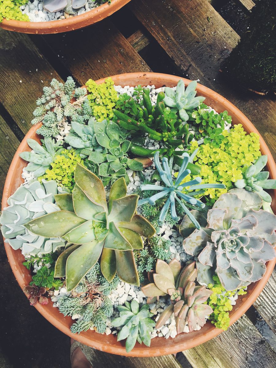 Terracotta bowl planted with succulents
