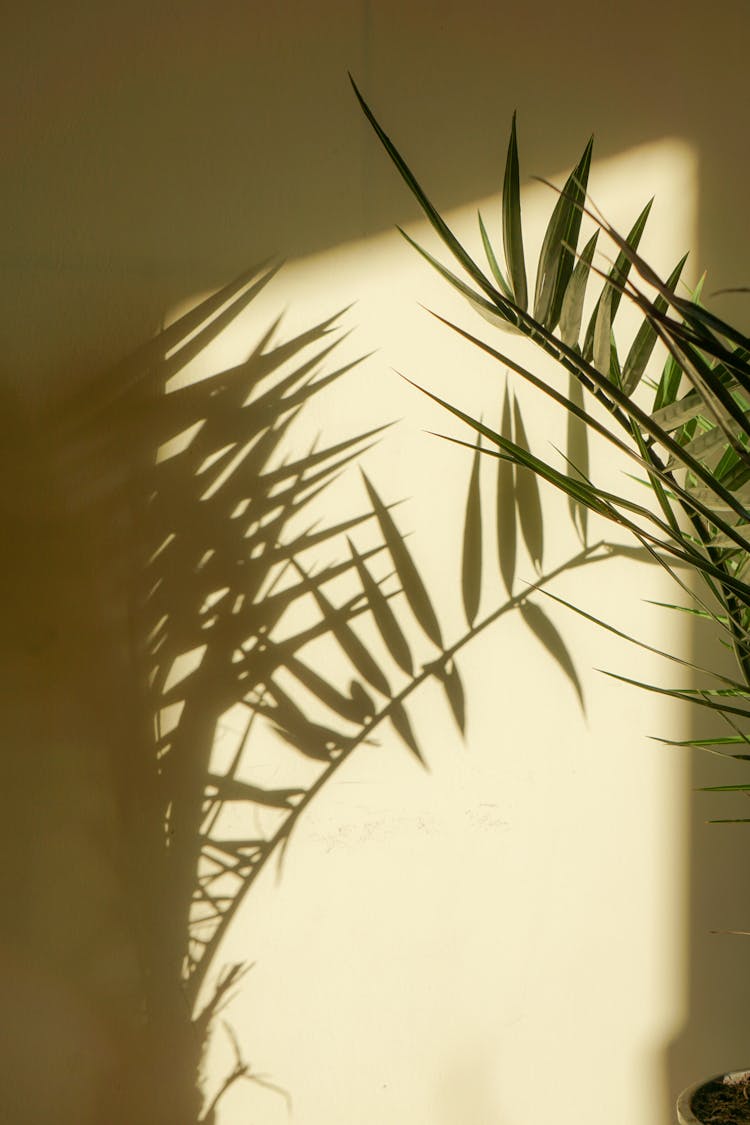 Plant Shadow Over The Wall