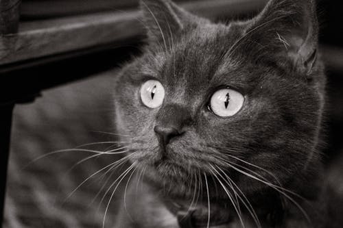 Základová fotografie zdarma na téma britská krátkosrstá kočka, černobílý, detail