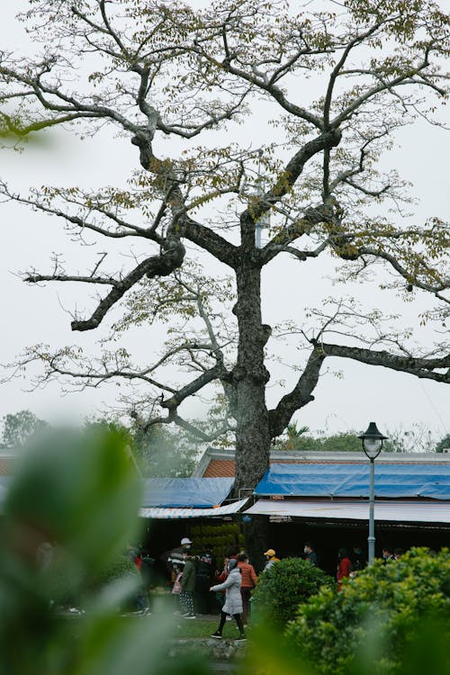 Foto d'estoc gratuïta de arbre alt, arbre nu, arbre sense fulles