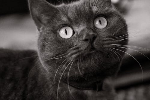 Grayscale Photo of a British Shorthair