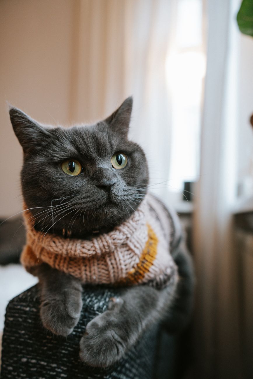 Charming British Shorthair cat wearing a knitted sweater, lounging comfortably inside a home.