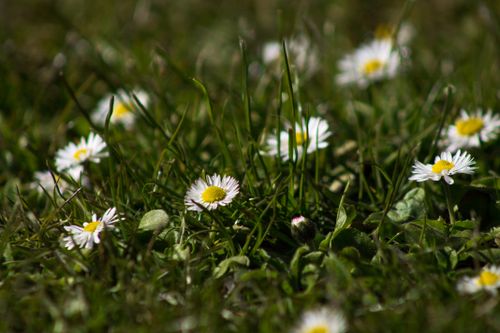 Free A close-up view of blooming daisies in a lush green field, capturing their natural beauty. Stock Photo