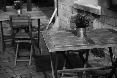 Photo of Potted Flower on Folding Table