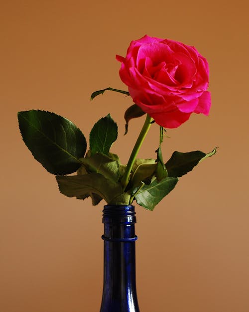 Free stock photo of bottle, rose