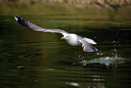 Free stock photo of sea gull, taking off, water