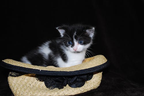Free stock photo of hat, kitten