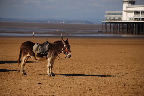 Free stock photo of beach, donkey, low tide