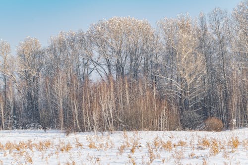 Gratis arkivbilde med 4k-bakgrunnsbilde, bladløse trær, kaldt vær