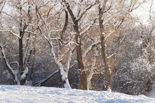 Kostnadsfria Kostnadsfri bild av bladlösa, skog, snö Stock foto
