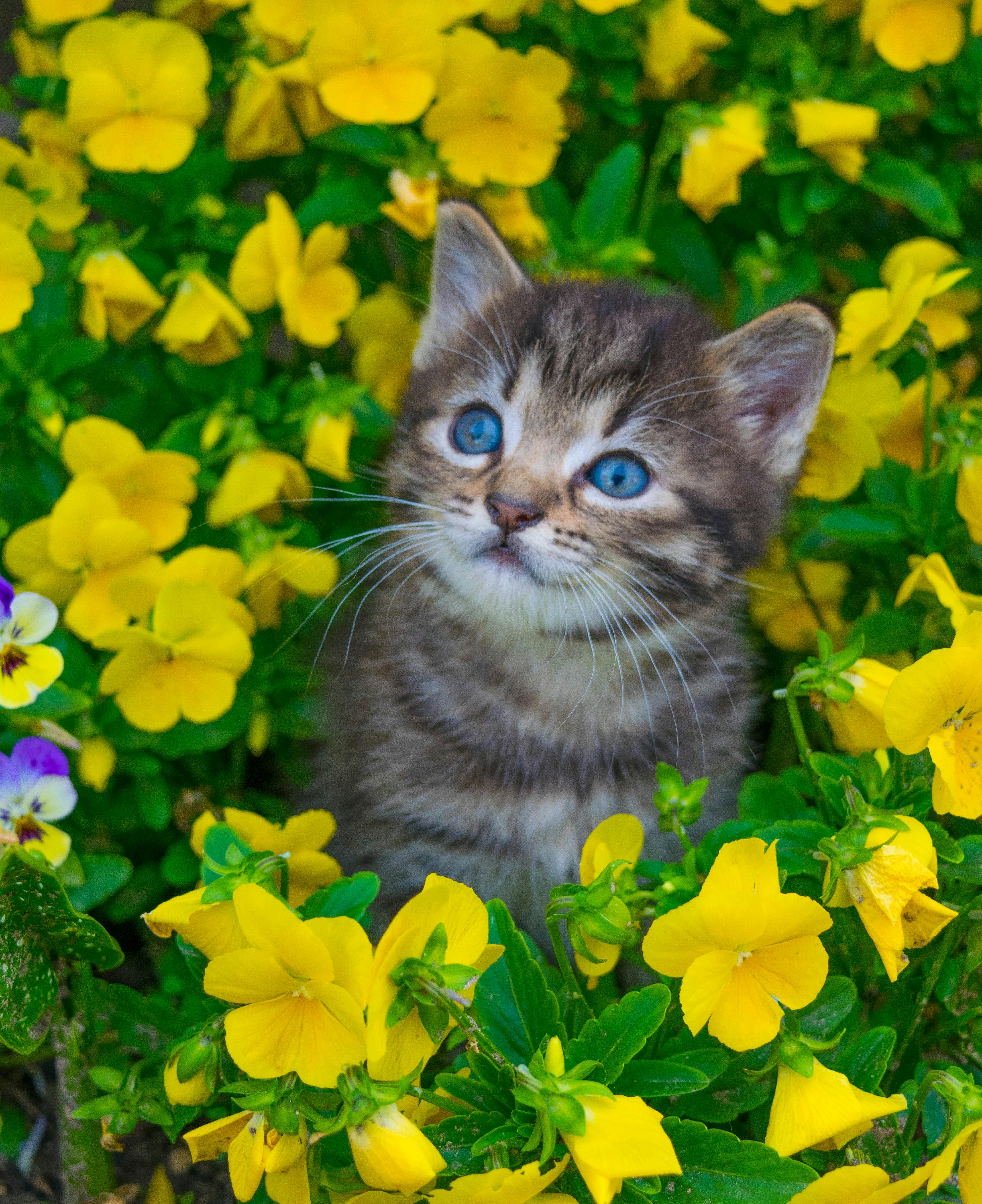 31+ Gambar Wallpaper Anak Kucing Cute - Richi Wallpaper