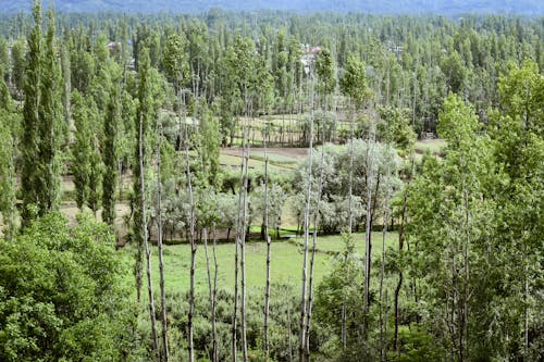 Fotos de stock gratuitas de arboles, bosque, foto con dron