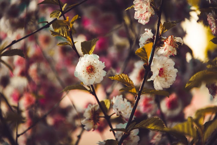 Photo Of White Flowers