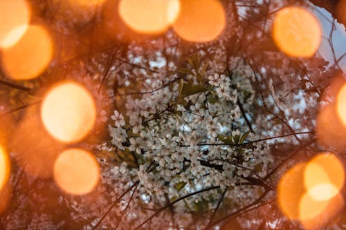 Bokeh Photography of White Tree Blossoms