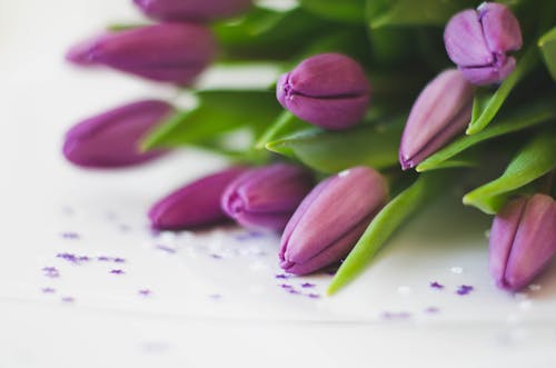 Purple Tulips on White Surface