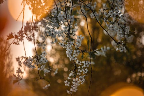 Základová fotografie zdarma na téma flóra, jarní květiny, jaro
