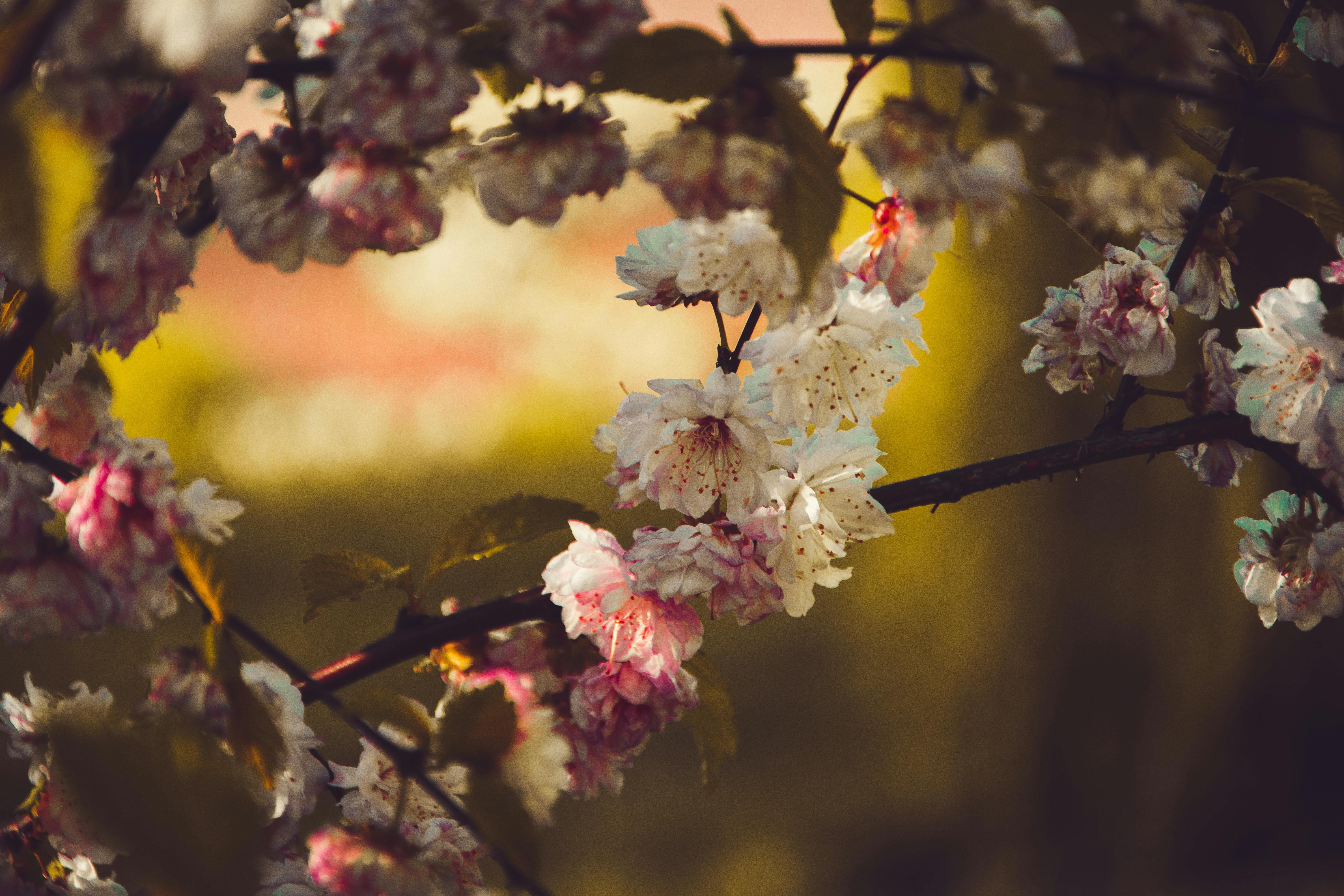 春天美丽的樱花，花瓣是粉红色和白色的