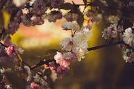 春天美丽的樱花，花瓣是粉红色和白色的